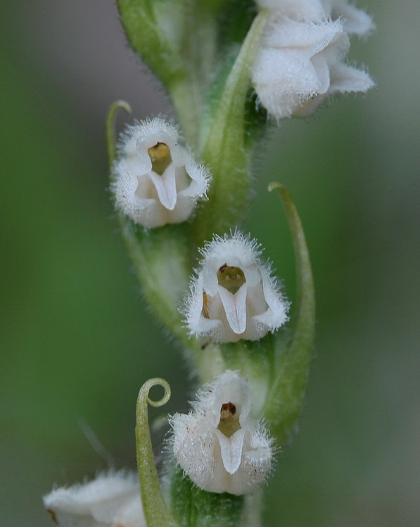 Goodyera repens